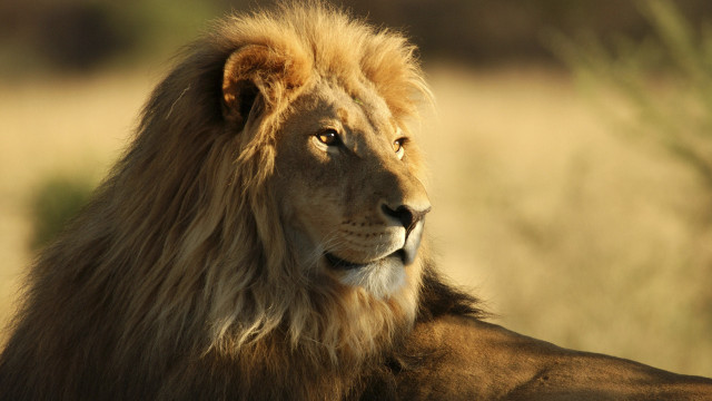 Lion mane standing grass wildlife free wallpaper - medium preview image