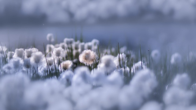 Grass white flowers lake clouds free wallpaper - medium preview image