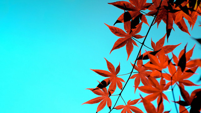 Red leaves branch blue sky free wallpaper - medium preview image