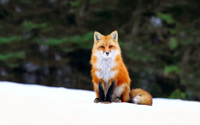 Red fox snowy forest bokeh #2 free wallpaper - medium preview image