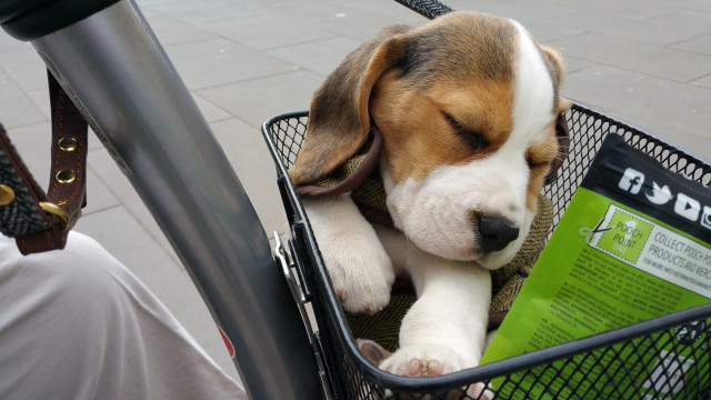 Dog basket bicycle handlebars person #2 free wallpaper - medium preview image