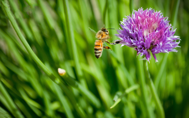 Bee purple flower grass macro #2 free wallpaper - medium preview image