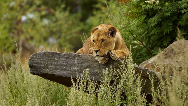 Lion resting log tall grass free wallpaper - medium preview image