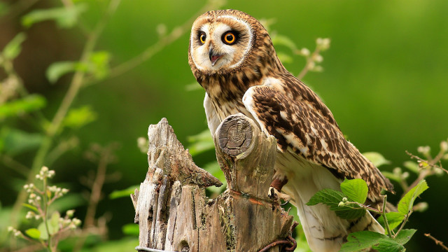 Small owl wooden post forest free wallpaper - medium preview image