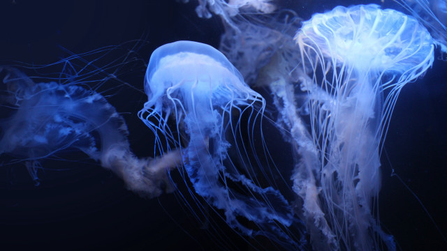 Jellyfish biolu minescent ocean dark free wallpaper - medium preview image