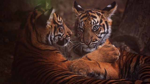 Tiger laying together rubbing wildlife free wallpaper - medium preview image