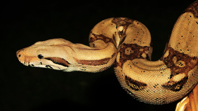 Large snake curled up branch free wallpaper - medium preview image
