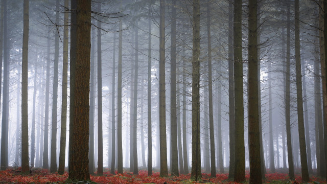 Foggy bamboo rose forest matte free wallpaper - medium preview image