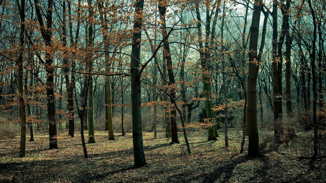 Autumn forest bench nature city free wallpaper - medium preview image