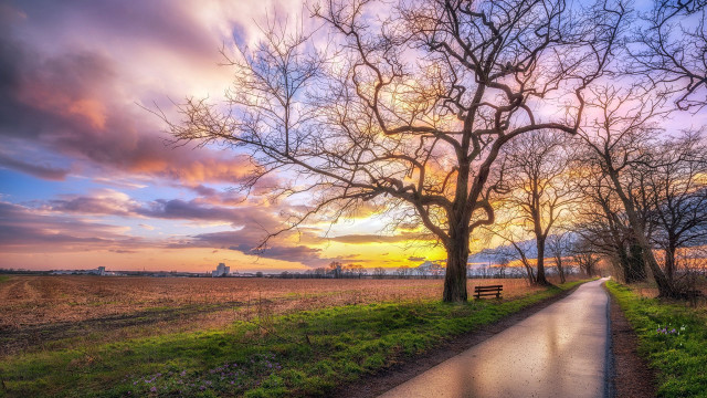 Sunset path tree lined field free wallpaper - medium preview image