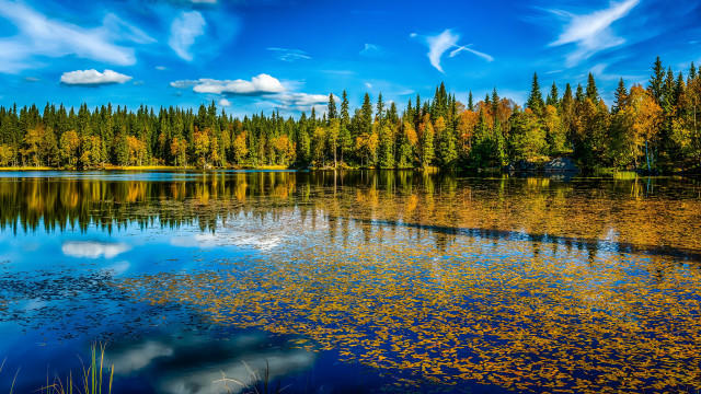 Lake trees yellow leaves blue free wallpaper - medium preview image