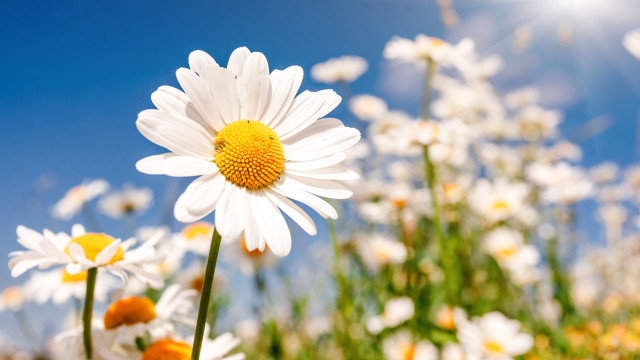 Flower field bloom sunshine blue free wallpaper - medium preview image