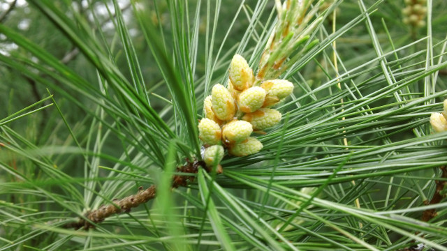 Pine cones bush green nature free wallpaper - medium preview image