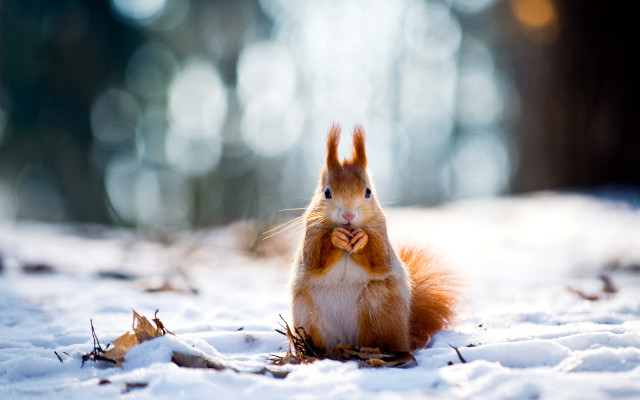Squirrel snow bowtie smile outdoors free wallpaper - medium preview image