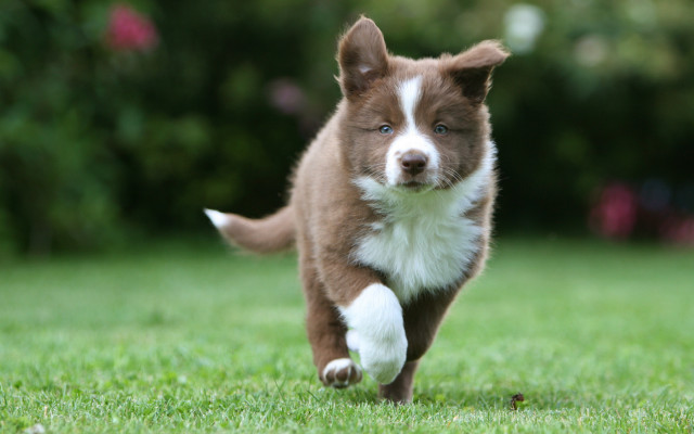 Shiba inu running green field free wallpaper - medium preview image