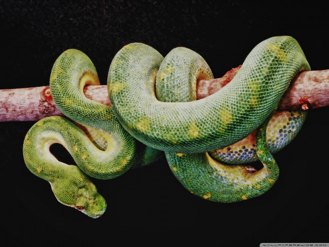 Green snake branch tongue out free wallpaper - medium preview image
