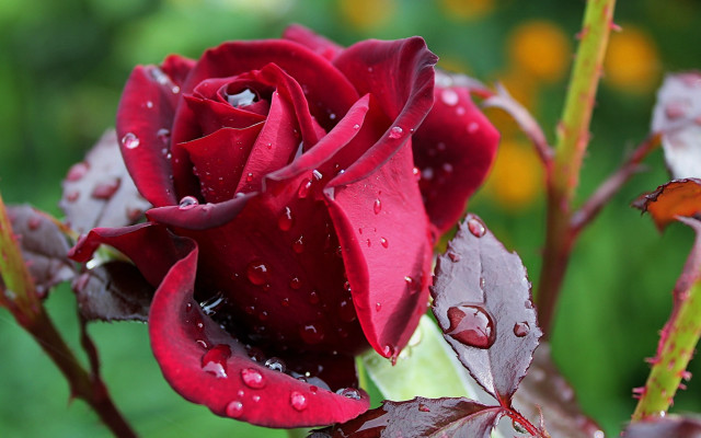 Red rose water droplets bokeh #5 free wallpaper for desktop - medium preview image