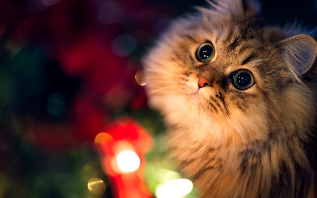 Cat christmas tree blue eyes free wallpaper - medium preview image