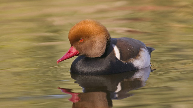 Duck red head swimming water #2 free wallpaper - medium preview image