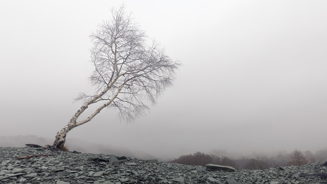 Lone tree rocky hillside foggy free wallpaper - medium preview image