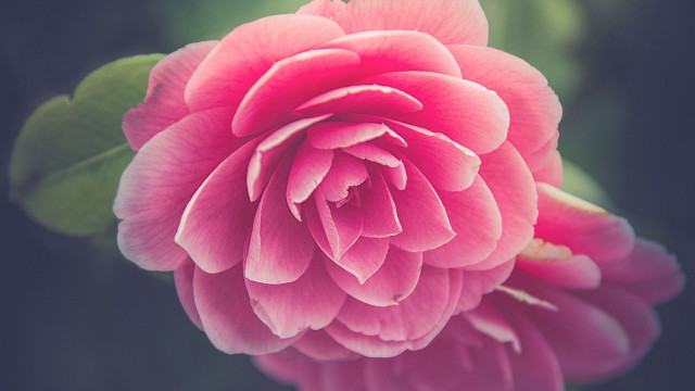 Pink flower green leaves dark #2 free wallpaper - medium preview image