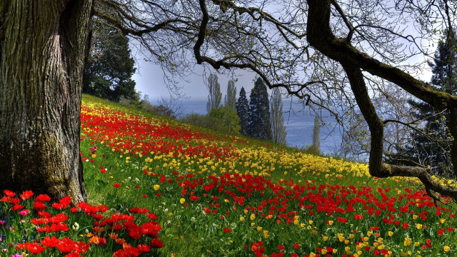 Flower field trees water sky free wallpaper - medium preview image