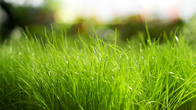 Green grass field blurry background free wallpaper - medium preview image