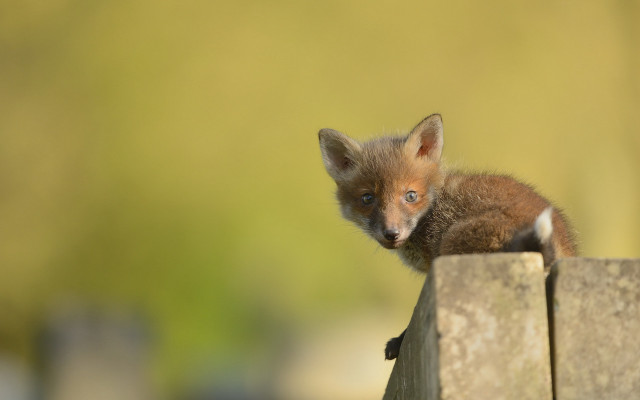 Curious fox cub fence post free wallpaper - medium preview image