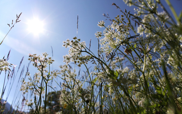Flowers sunshine blooming park nature free wallpaper - medium preview image