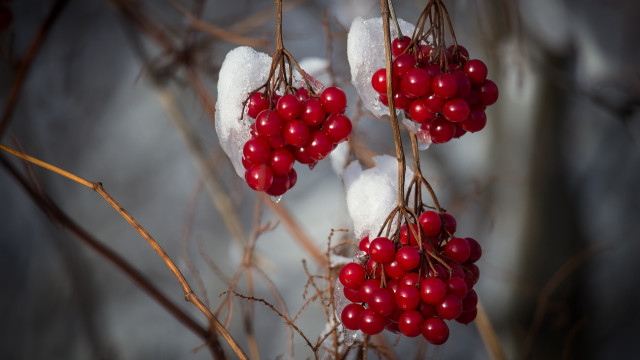Berries snow ice macro ecological free wallpaper - medium preview image