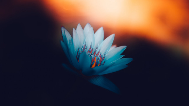 Blue flower blurry background macro free wallpaper - medium preview image
