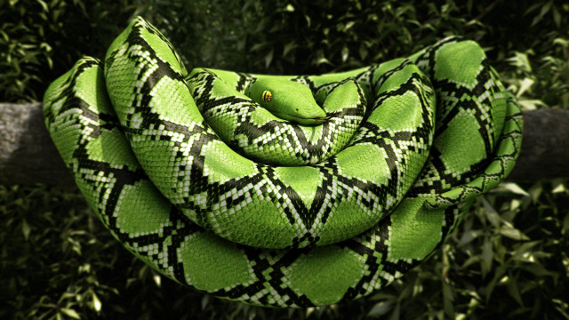 Green snake black white pattern free wallpaper - medium preview image