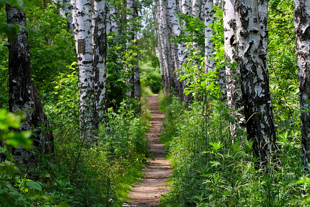 Dirt path forest bear ecological free wallpaper - medium preview image