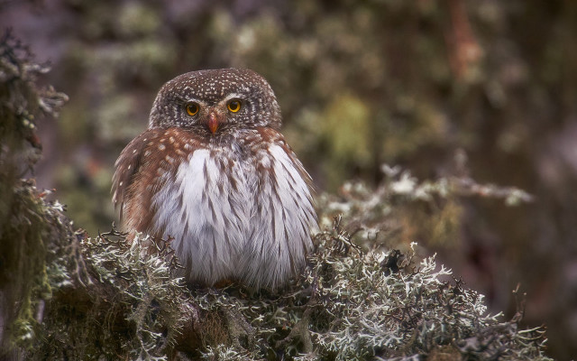 Small owl forest branch serious free wallpaper - medium preview image
