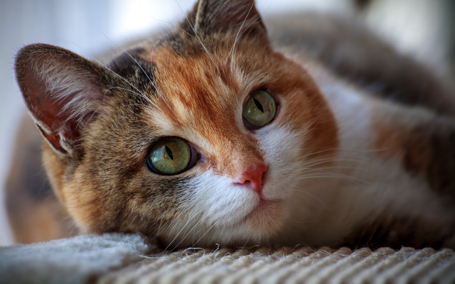 Sad cat on couch green free wallpaper - medium preview image