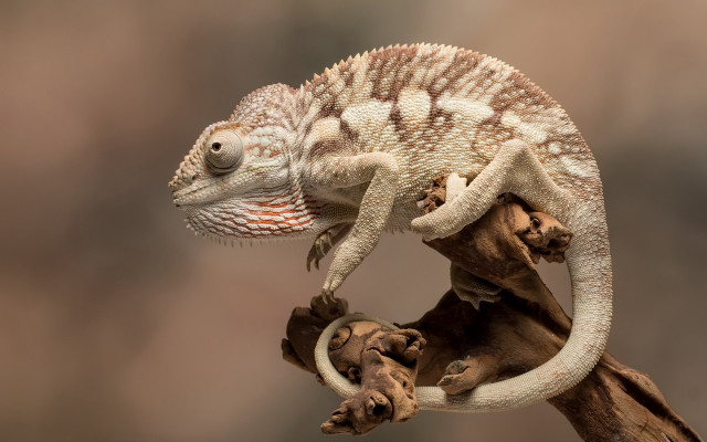 Small chameleon branch oversized realistic free wallpaper - medium preview image