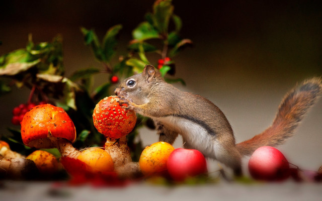 Squirrel berry fruit autumn still free wallpaper - medium preview image