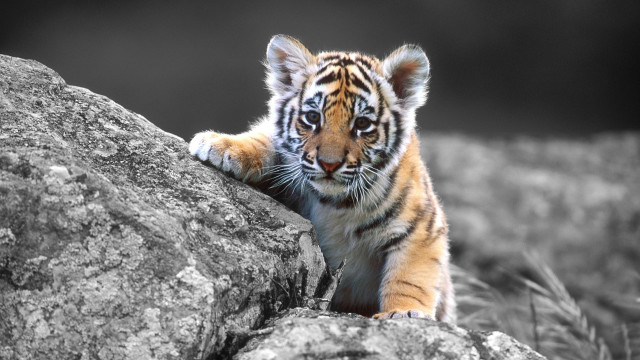 Tiger cub climbing rock black #5 free wallpaper - medium preview image