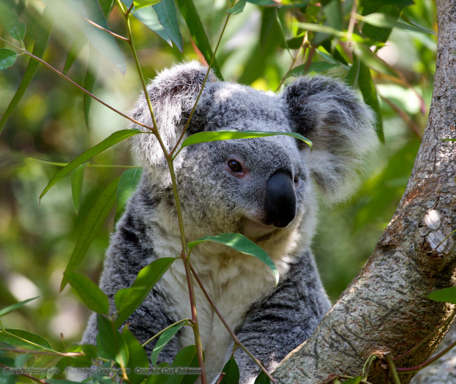 Koala bear sitting tree sad free wallpaper - medium preview image