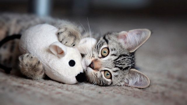 Cat stuffed animal mouse vanitas free wallpaper - medium preview image
