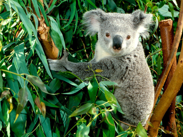 Koala sitting tree eating leaves free wallpaper - medium preview image