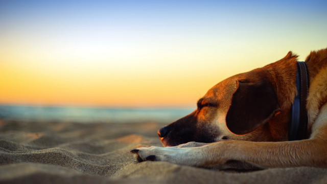Dog sunset beach shiba inu free wallpaper - medium preview image