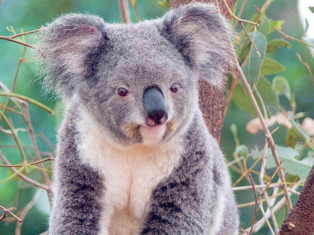 Koala bear sitting tree branch free wallpaper - medium preview image