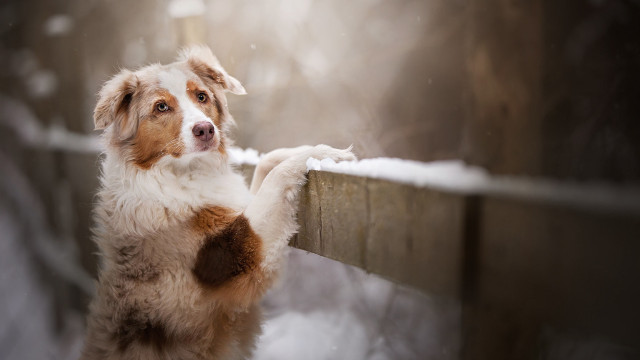 Dog standing hind legs pawing free wallpaper - medium preview image