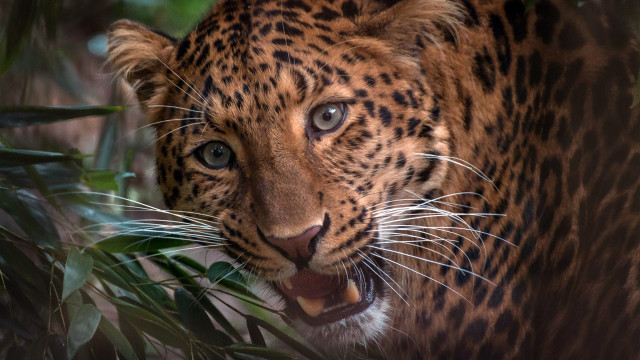 Leopard open mouth plant jigsaw free wallpaper - medium preview image