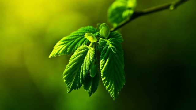 Green leaf branch bamboo jungle free wallpaper - medium preview image