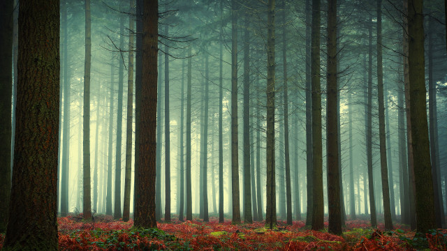 Bamboo forest red flowers foggy free wallpaper - medium preview image