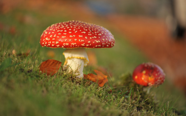 Mushroom grass leaves macro blurry free wallpaper - medium preview image