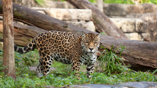 Leopard forest pile logs nature free wallpaper - medium preview image