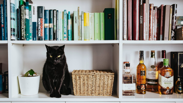 Black cat shelf books liquor free wallpaper - medium preview image